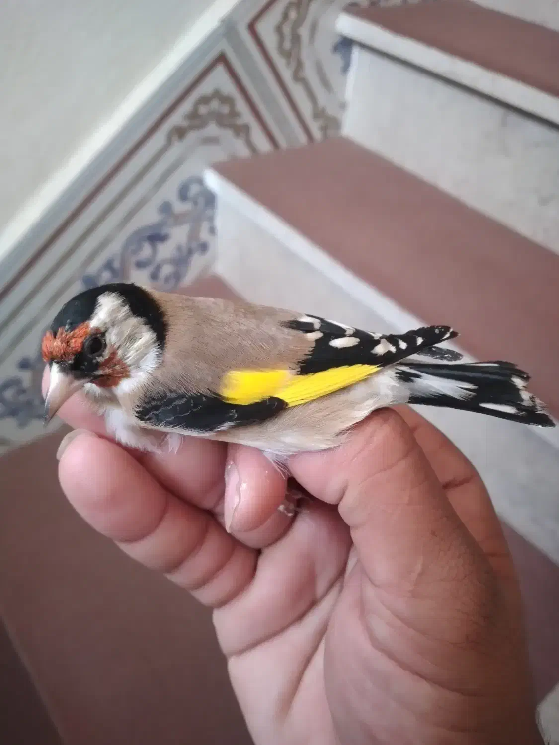 سهره نیم خال تک|پرنده|سرپل ذهاب, |دیوار