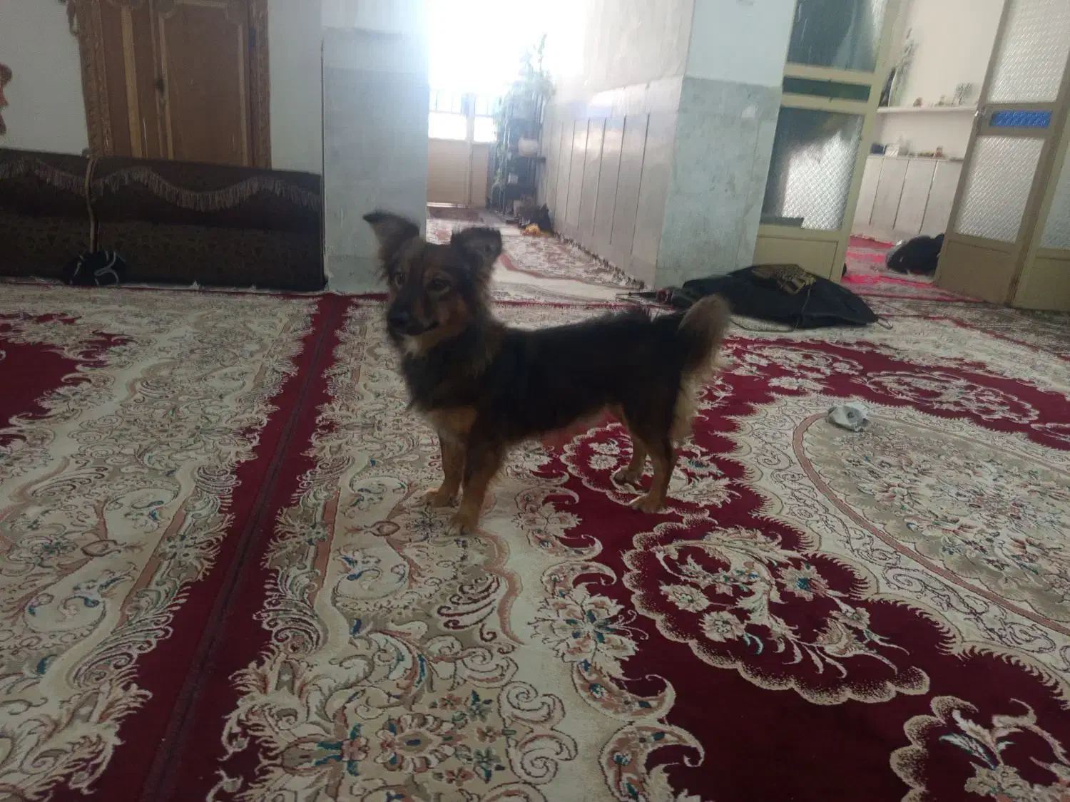 سگ نر|سگ|شیراز, رکنآباد|دیوار