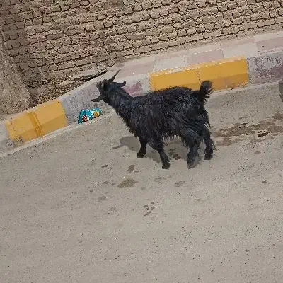 بزغاله نر|حیوانات مزرعه|جوادآباد, |دیوار