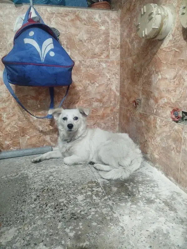 سگ آپارتمانی|سگ|دزفول, |دیوار