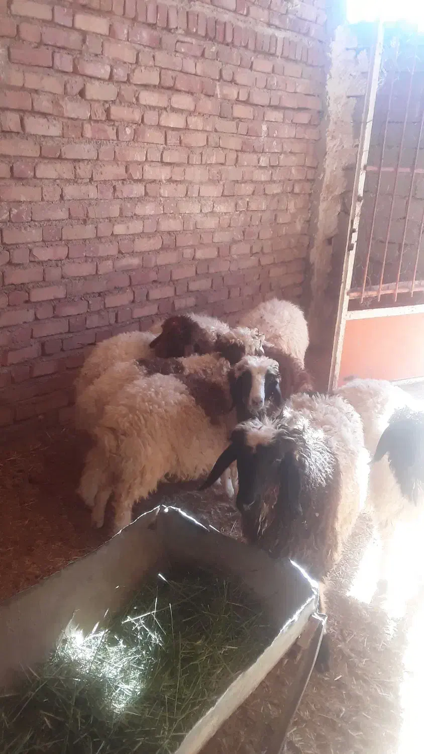 بره درجه یک باب پروار|حیوانات مزرعه|ایوان, |دیوار