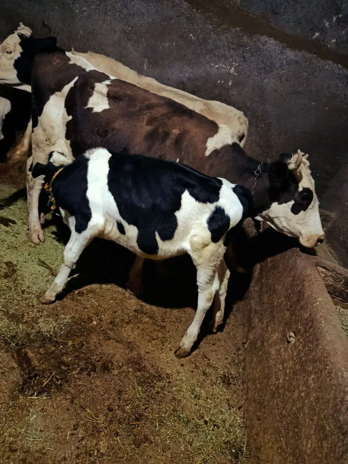 گاو|حیوانات مزرعه|حلب, |دیوار