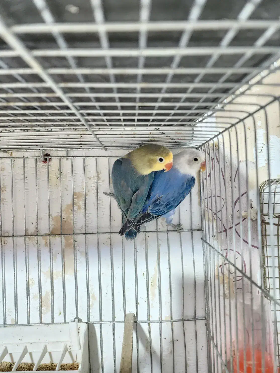 مولدطوطی برزیلی رنگ خاص با 5 جوجه|پرنده|کرمان, |دیوار