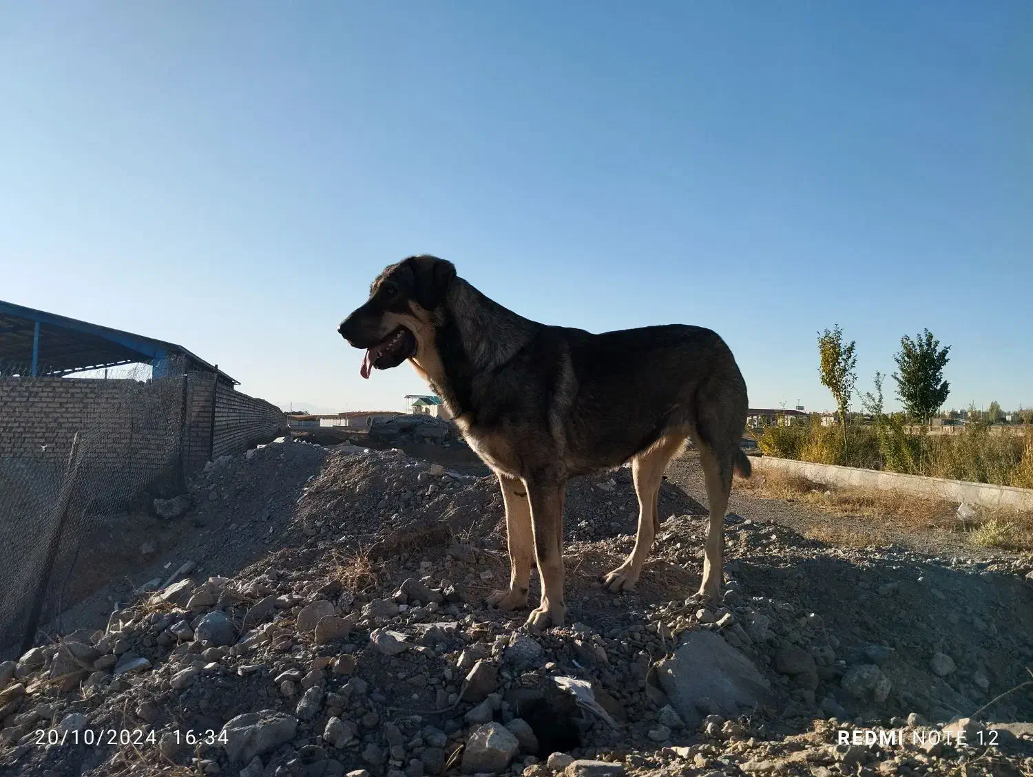 گمشده ها|حیوانات|زنجان, |دیوار