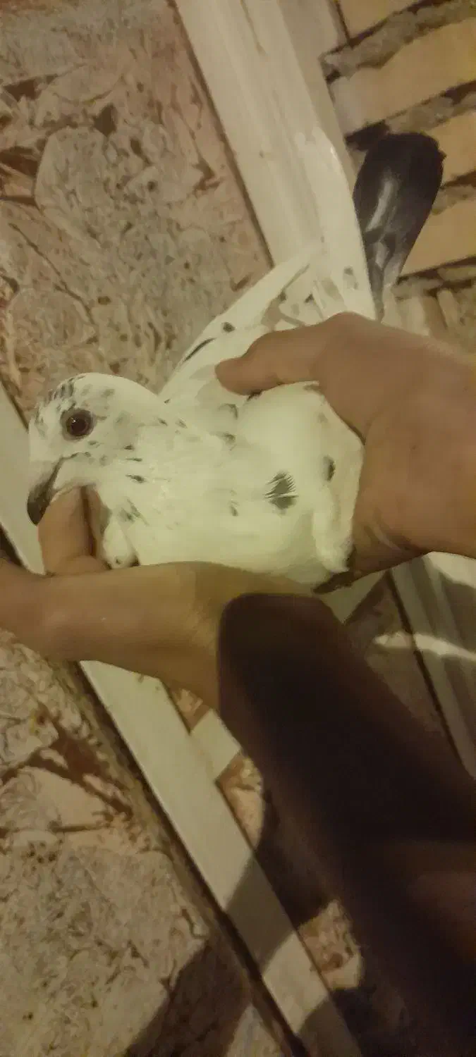 گور دمبی نر گرفتنی|پرنده|شوشتر, |دیوار