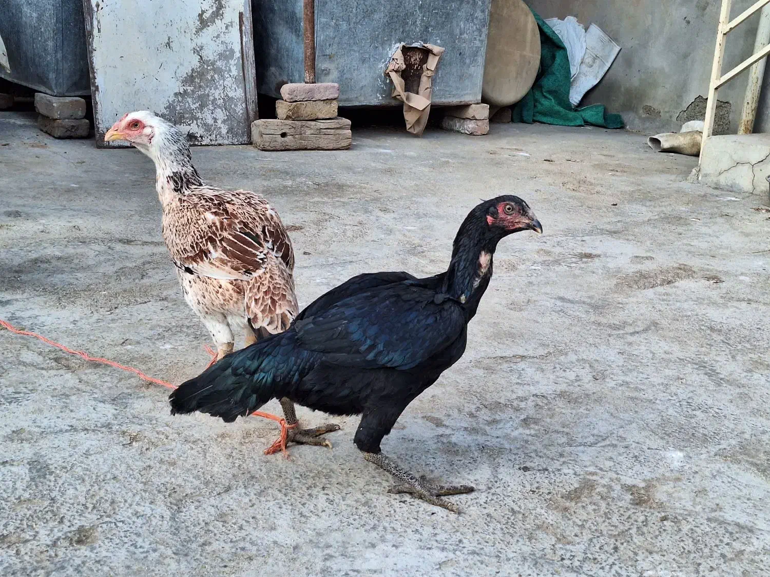 مرغ|حیوانات مزرعه|قروه, |دیوار