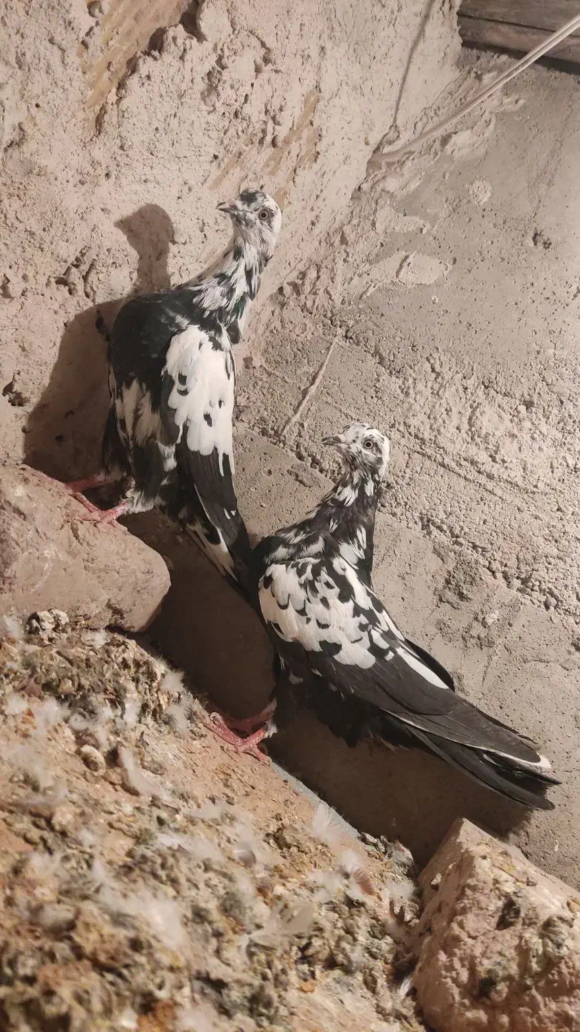 کبوتر|پرنده|مرند, |دیوار