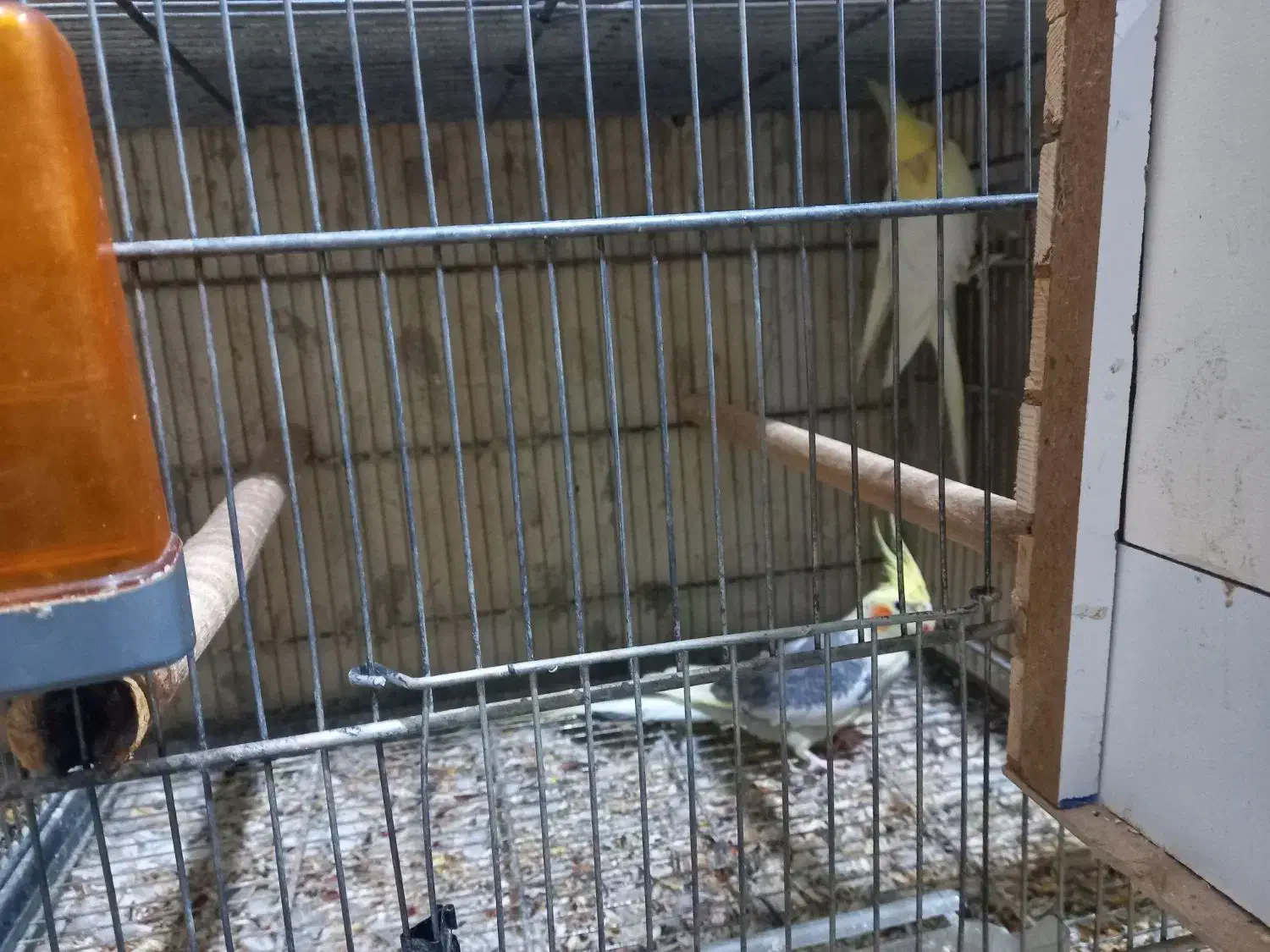 فروش عروس هلندی بالغ و جفت مولد|پرنده|هشتگرد, مدرس|دیوار