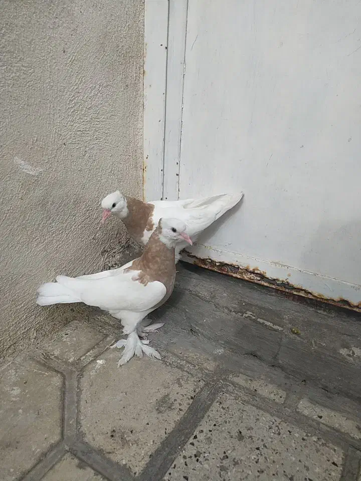 کفتر طوق فروش یا معاوضه|پرنده|شیراز, شیخ علی چوپان|دیوار