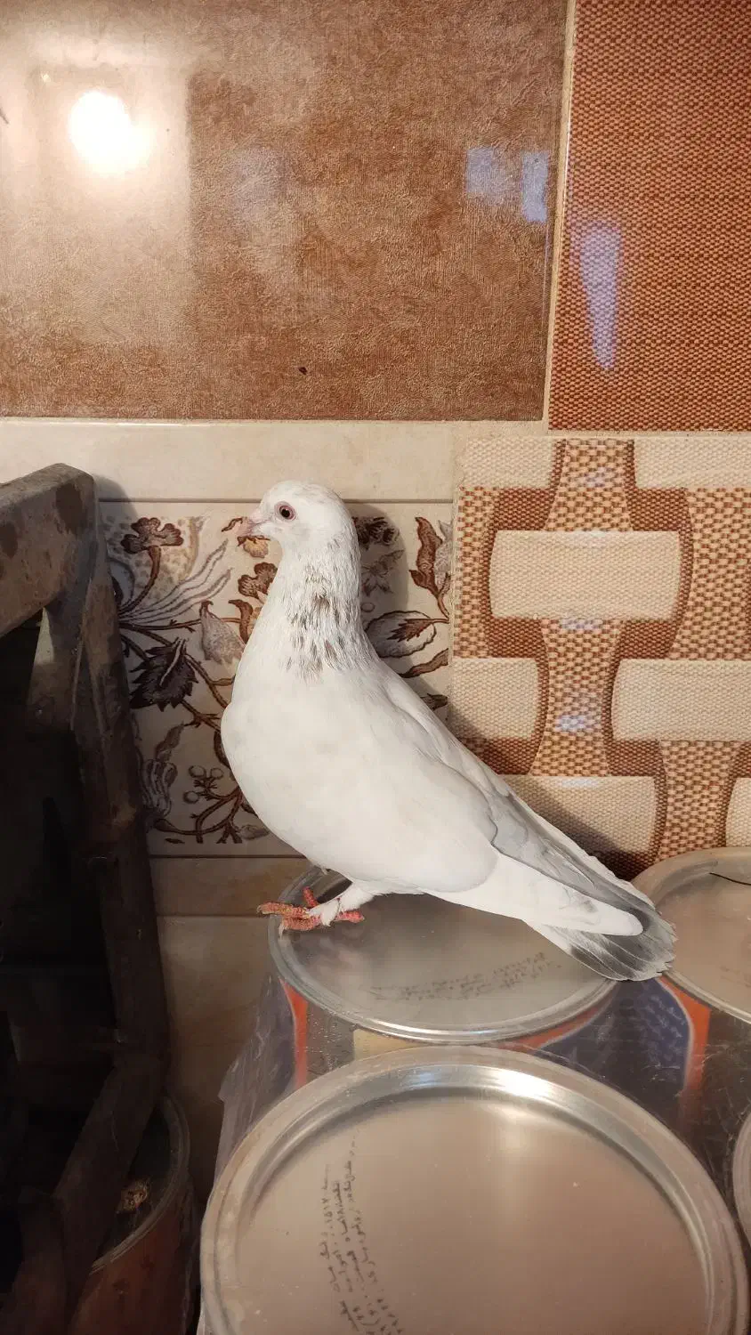 کفتر نر پرشی|پرنده|مشهد, کارمندان دوم|دیوار