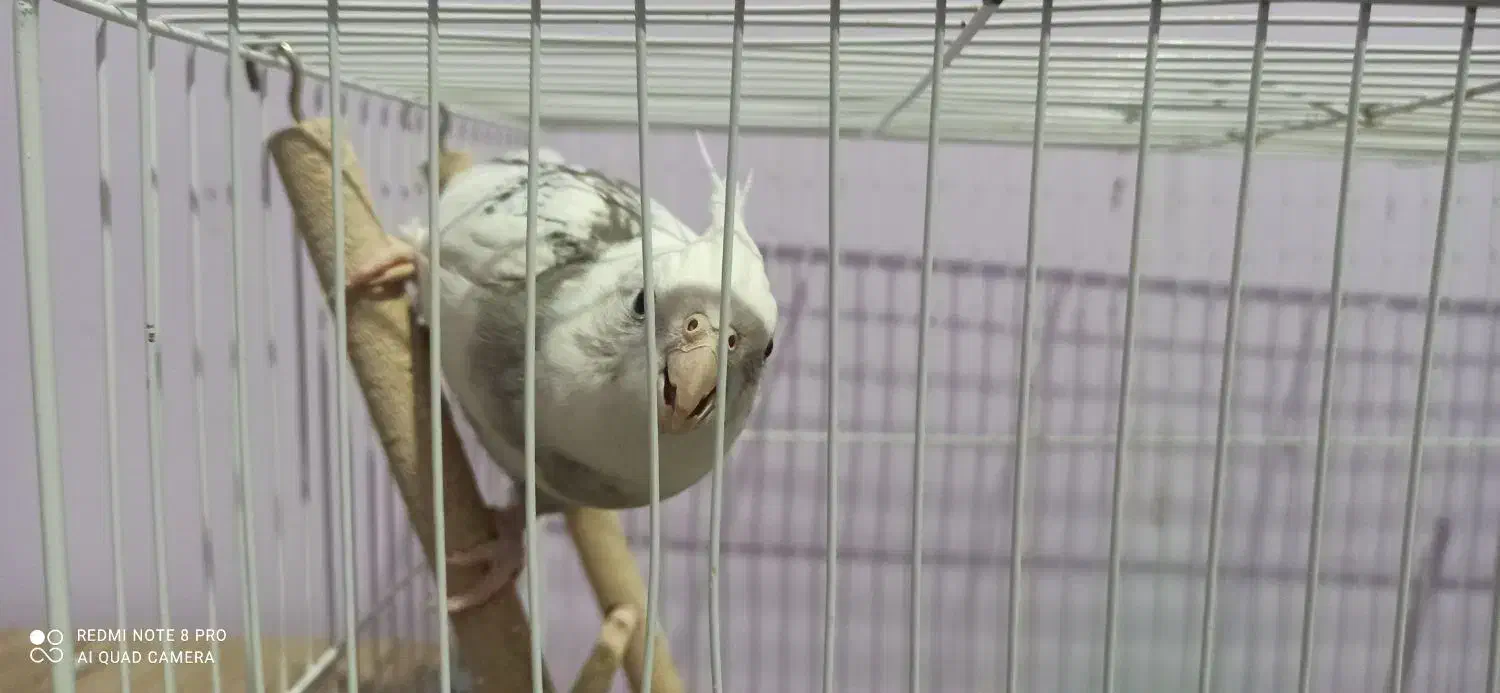 عروس هلندی|پرنده|شیروان (خراسان), |دیوار