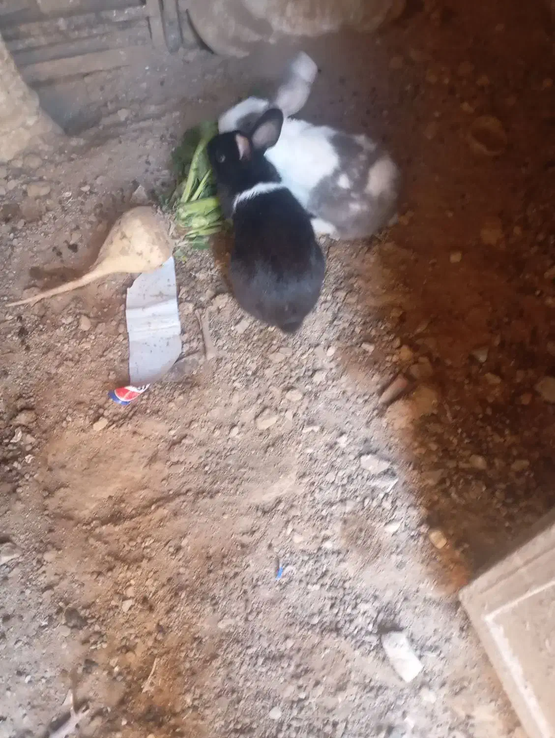 خرگوش|موش و خرگوش|سده (خراسان جنوبی), |دیوار