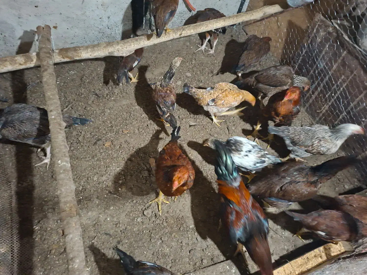 فروش مرغ و خروس لاری|حیوانات مزرعه|سردشت, |دیوار