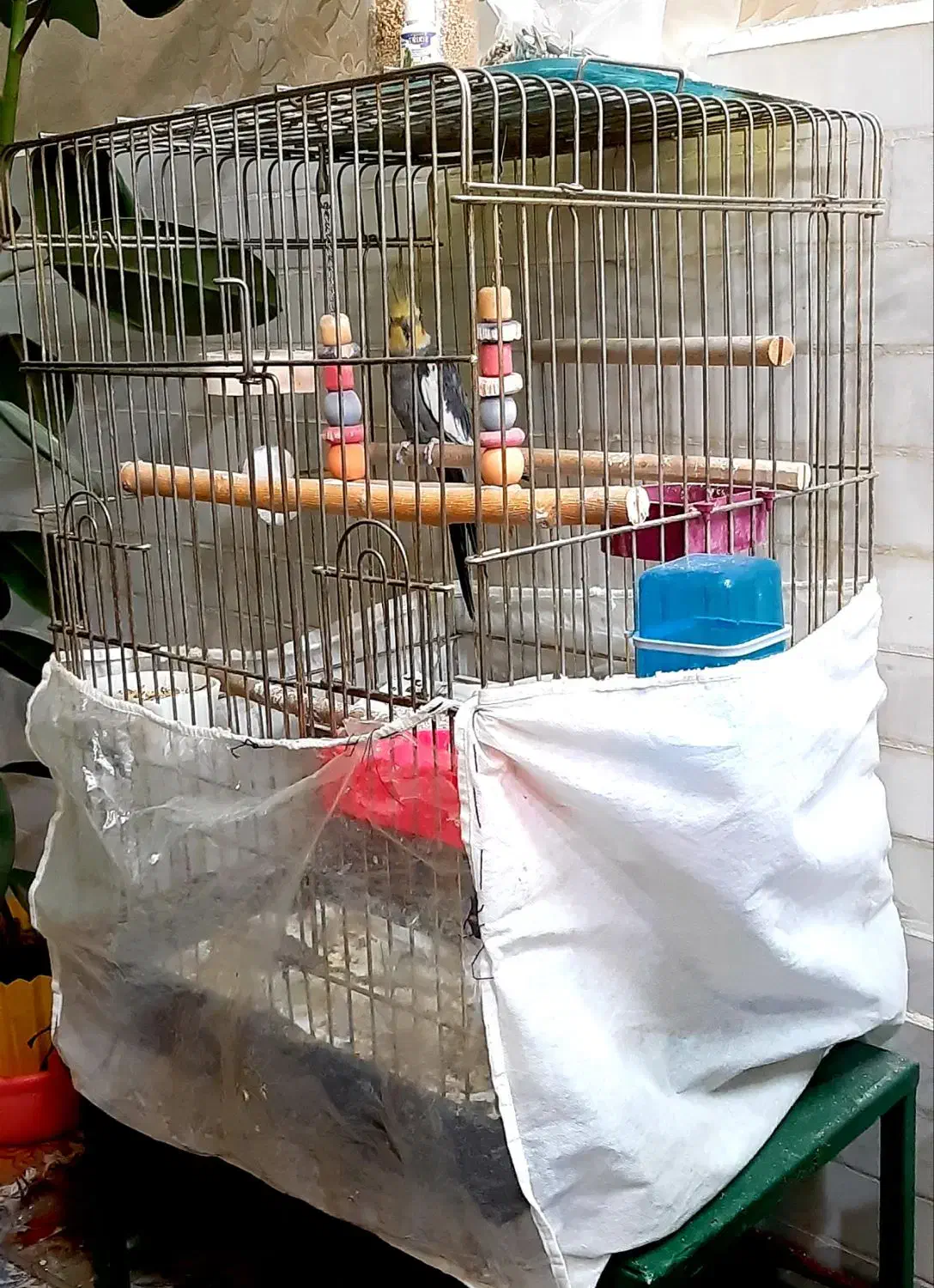 عروس هلندی|پرنده|نجفآباد, رجایی شمالی|دیوار