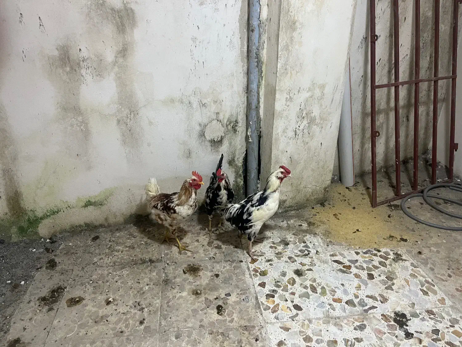 خروس گلین|پرنده|نوشهر, |دیوار