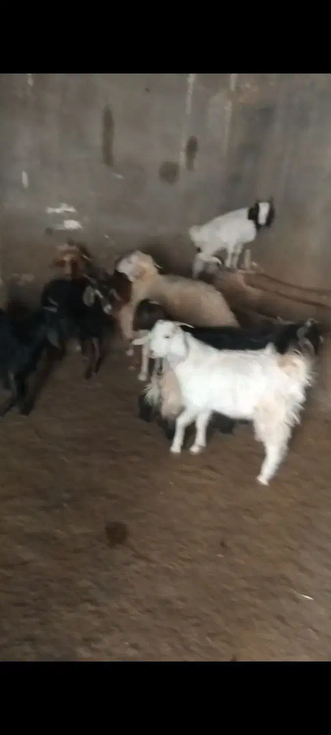 بزغاله|حیوانات مزرعه|کنگاور, |دیوار