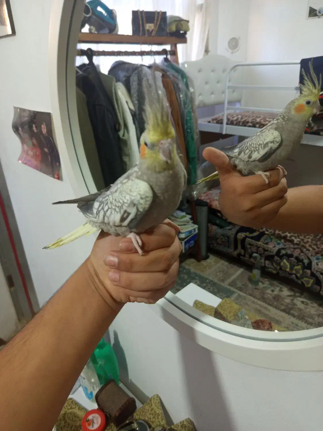 عروس هلندی|پرنده|مشهد, نوید|دیوار