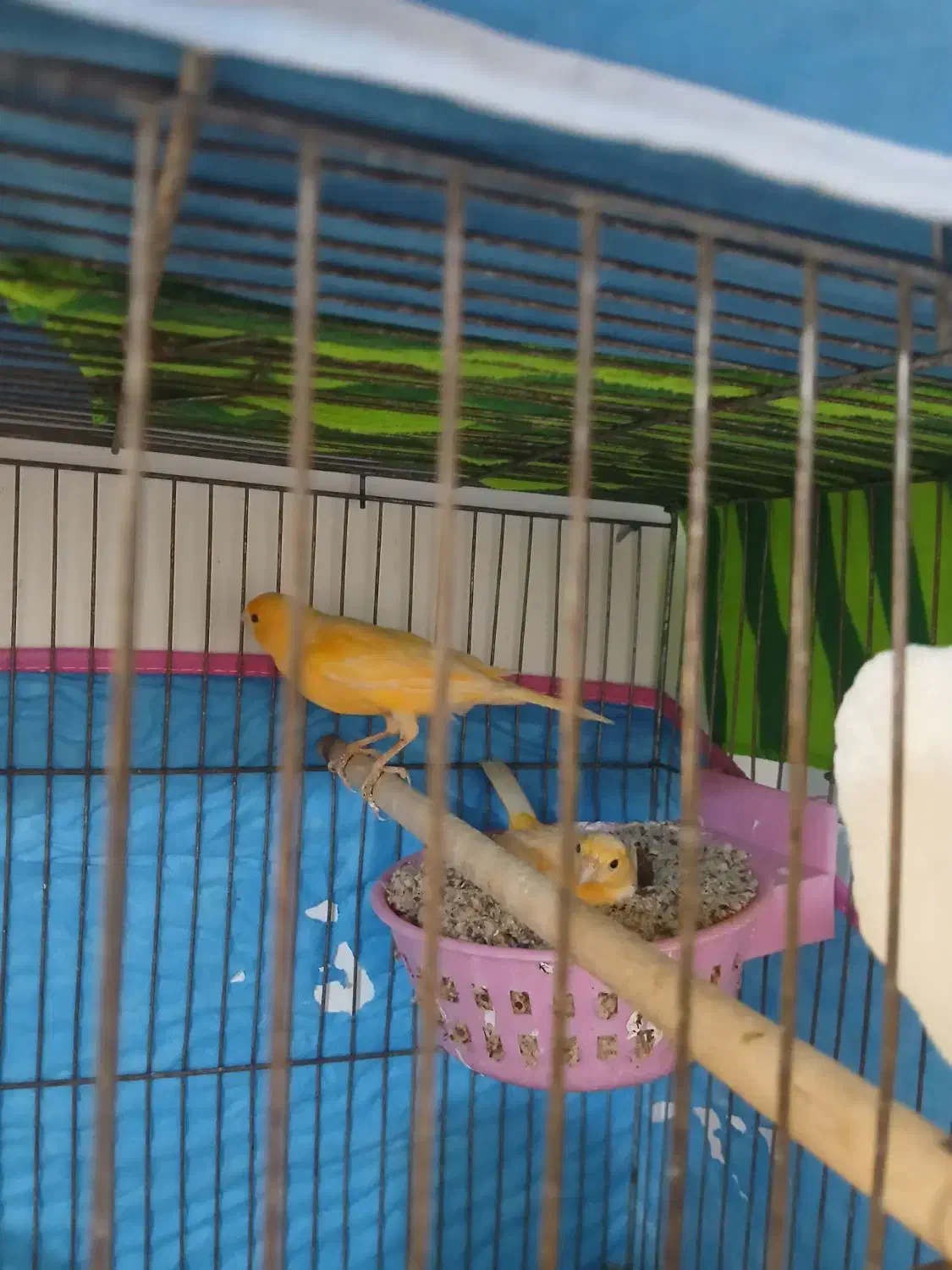 جفت قناری فروشی|پرنده|نطنز, |دیوار