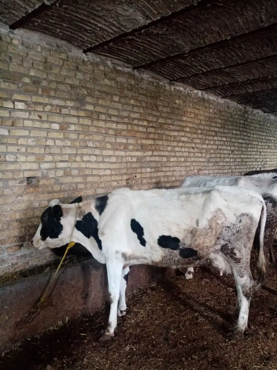 گاوشیری|حیوانات مزرعه|مهربان, |دیوار