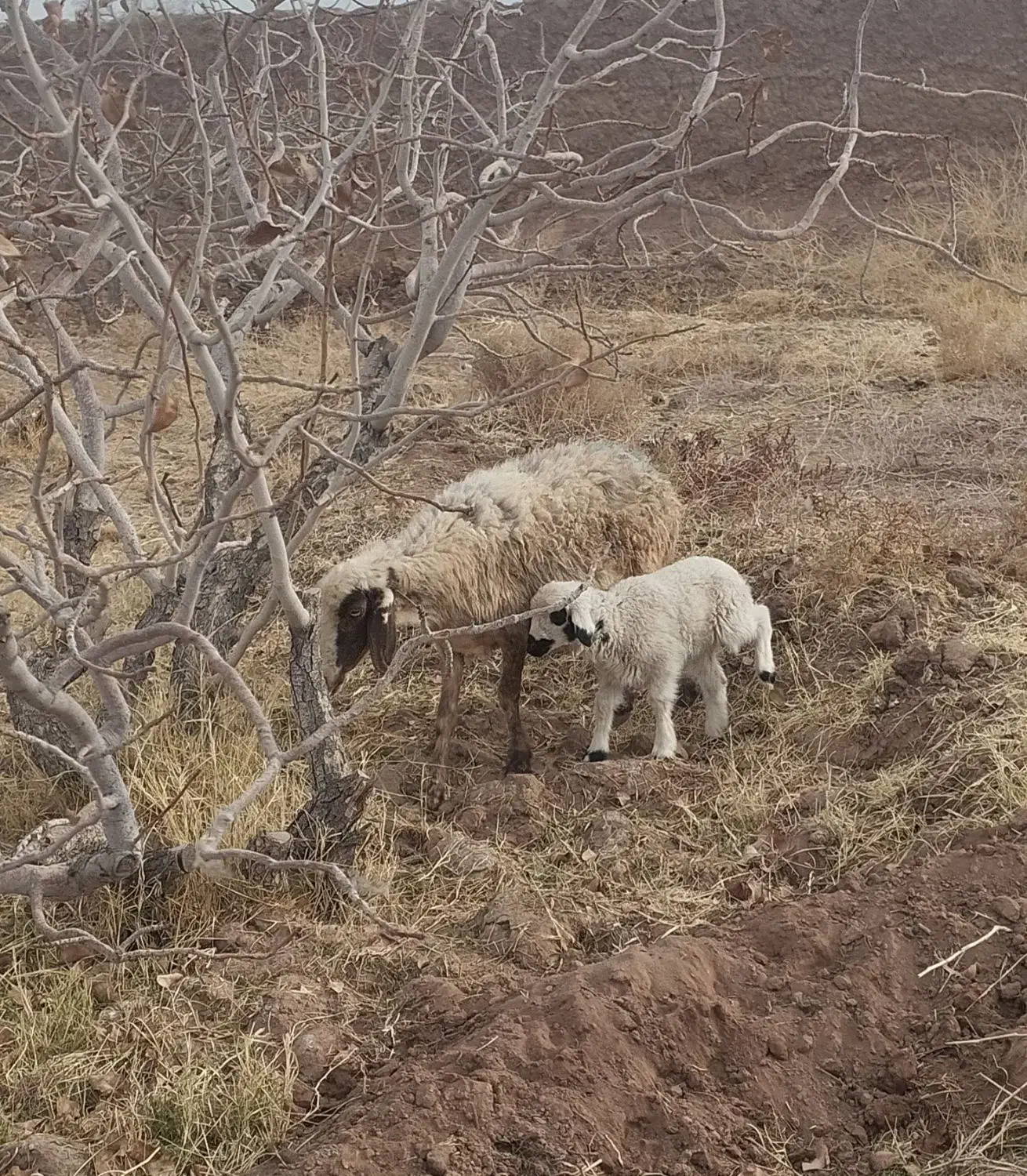 میش زایده با بره نر|حیوانات مزرعه|رفسنجان, |دیوار
