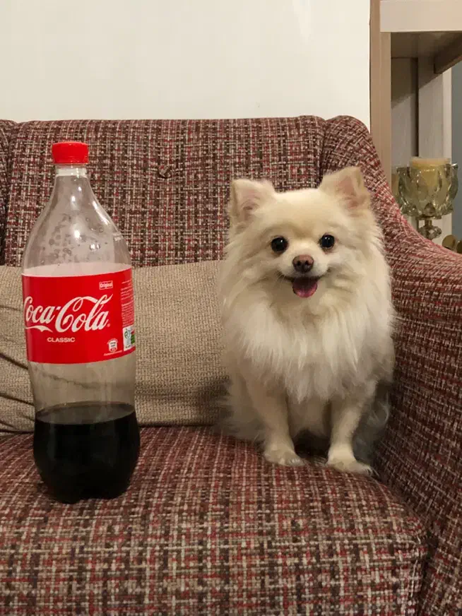 سگ جیبی مینیاتوری شیواوا|سگ|کوهدشت, |دیوار