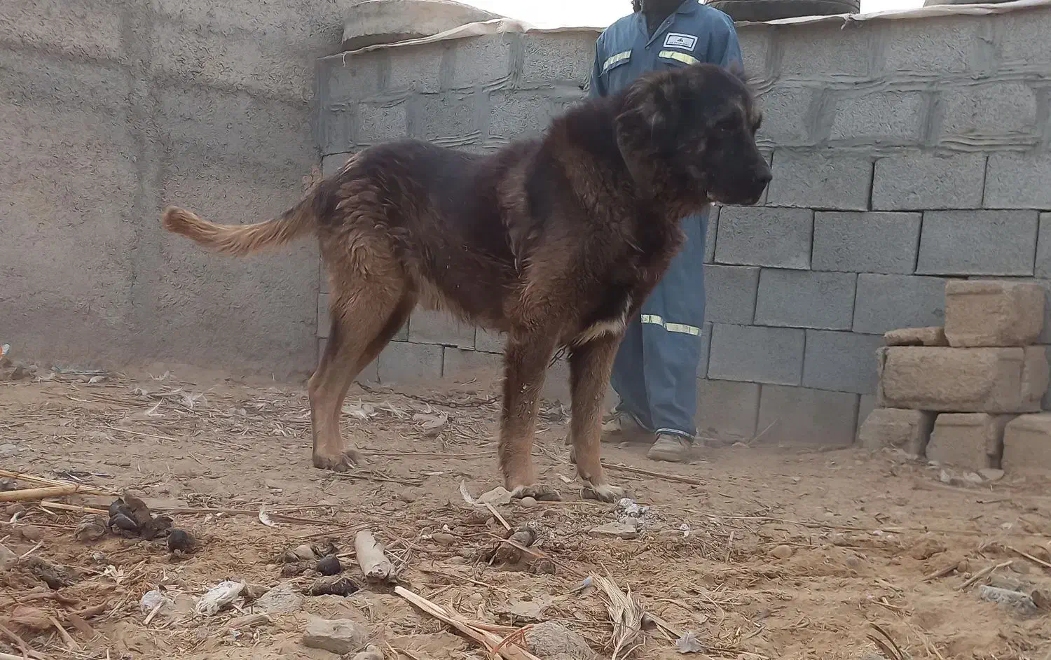 سگ قدرجونی درشت هیکل|سگ|رامشیر, |دیوار