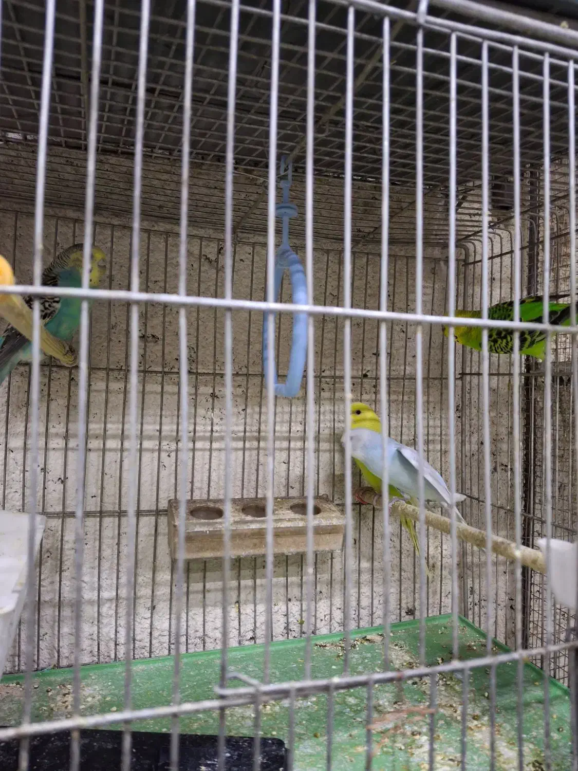 فروش کوتوله برزیلی وجوجه ومرغ عشق|پرنده|خمینی‌شهر, |دیوار