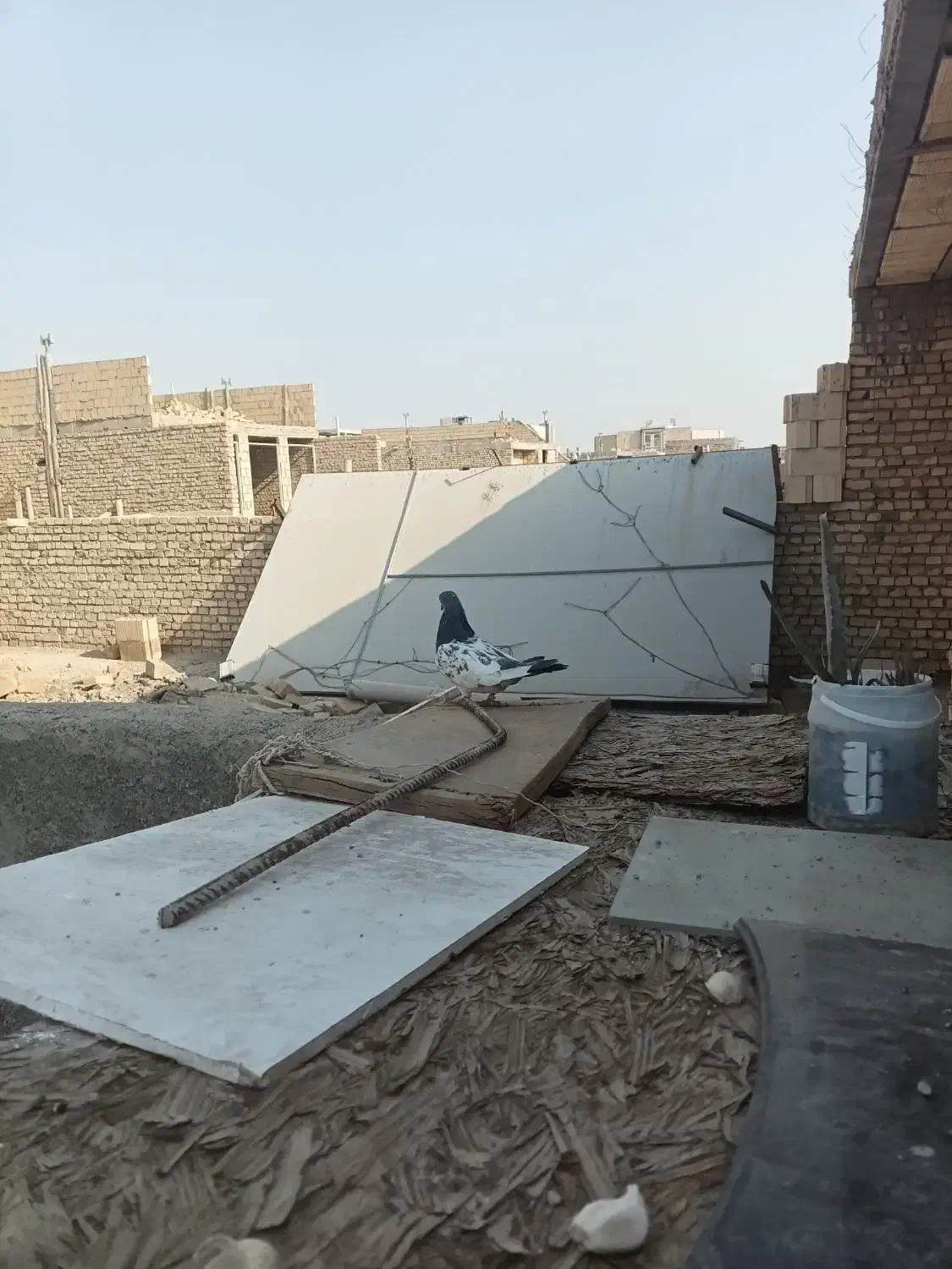 کفتر پاکستانی|پرنده|یزد, |دیوار