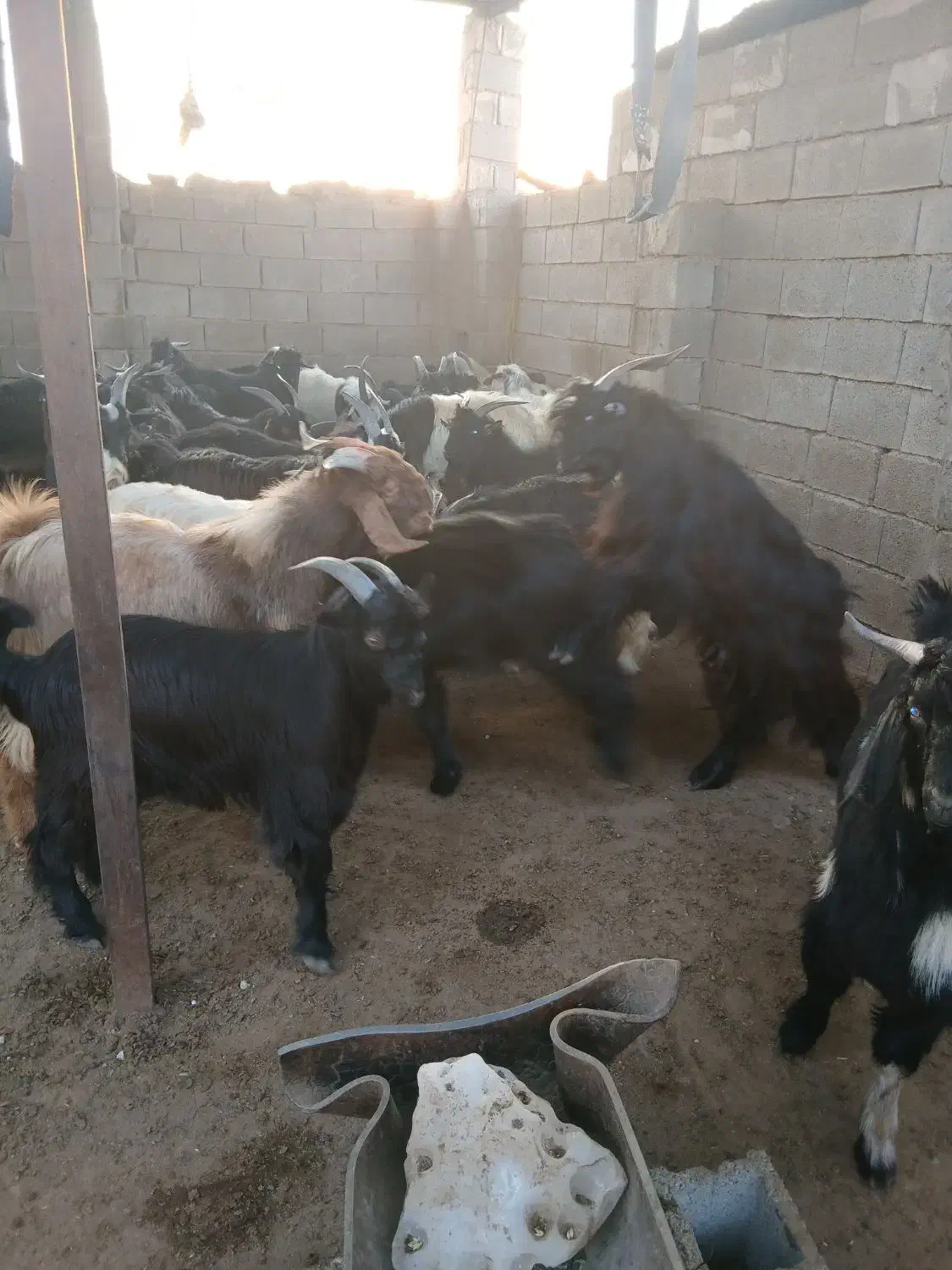 سلام کهره نر پروار چاق|حیوانات مزرعه|سعدآباد, |دیوار