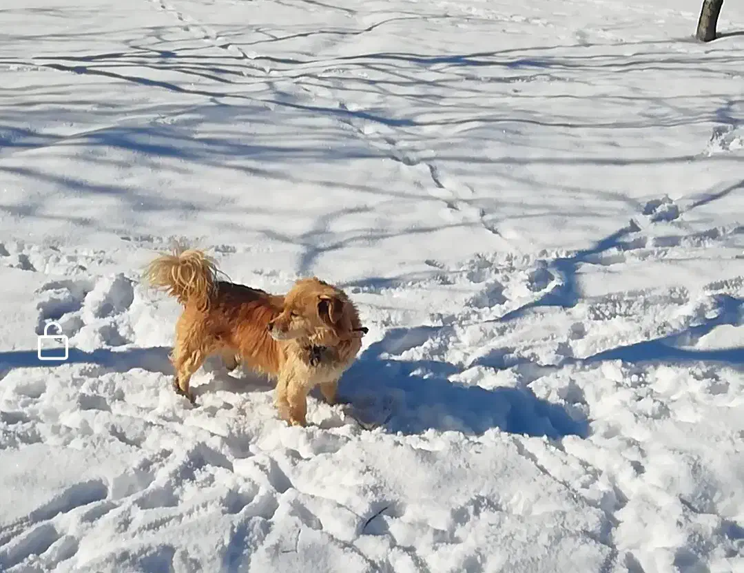 واگذاری سگ پا کوتاه نر|سگ|سقز, |دیوار