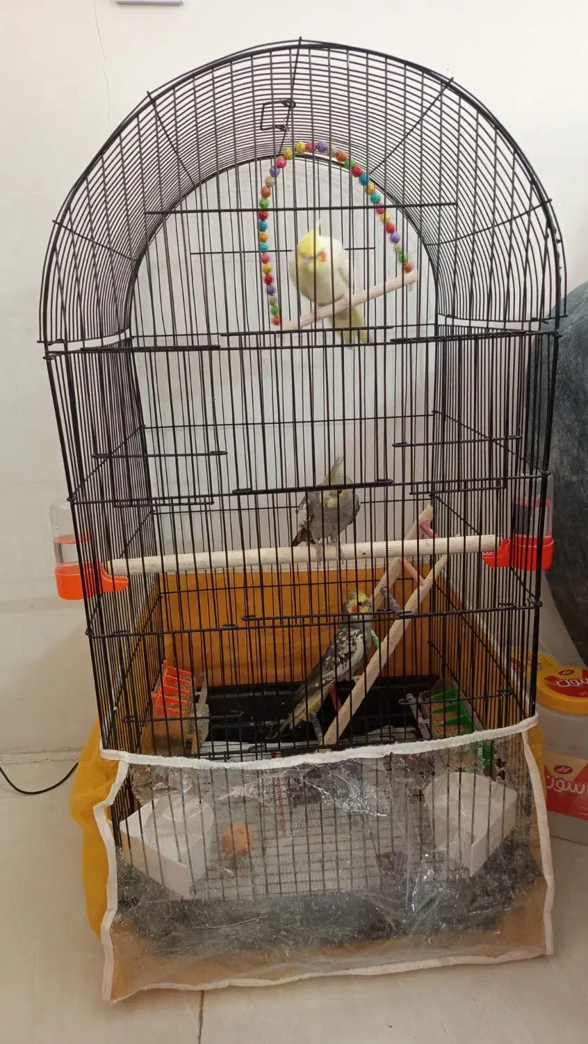 عروس هلندی|پرنده|مشهد, قائم|دیوار