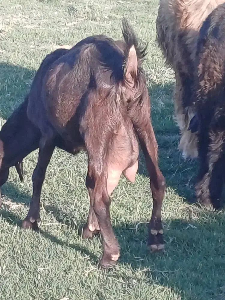 بز دوقلوزا|حیوانات مزرعه|گتوند, |دیوار