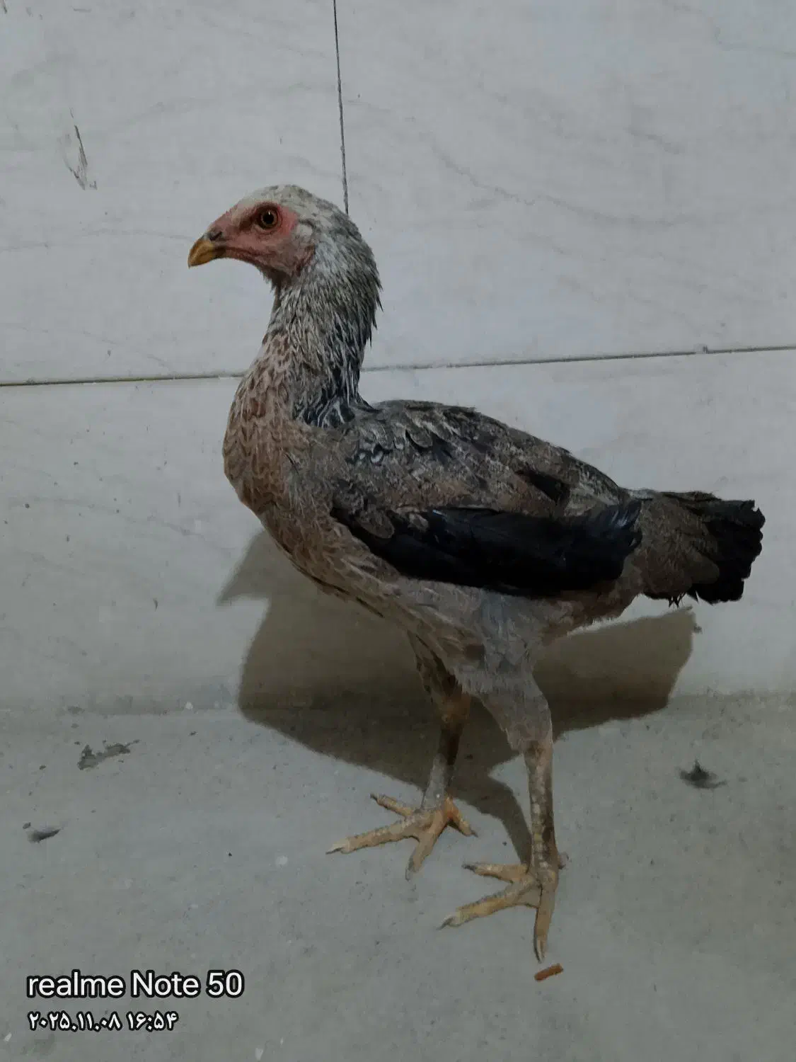 خروس و ماکیان|حیوانات مزرعه|سراوان, |دیوار