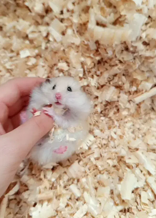 همستر|موش و خرگوش|شیراز, صاحب الزمان|دیوار