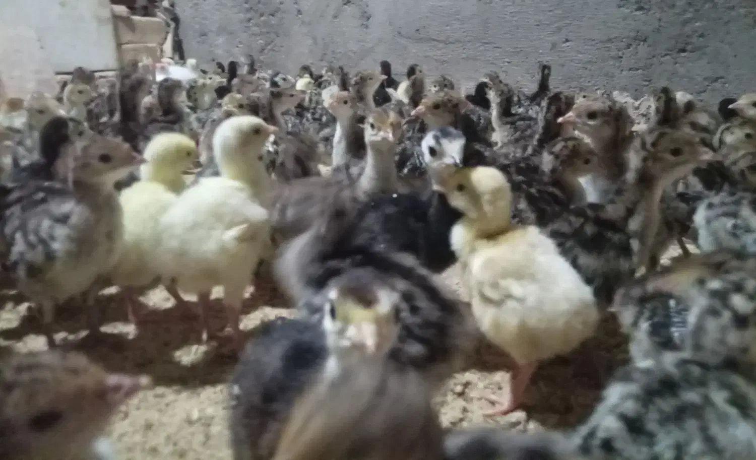 سلام دوعدد دستگاه جوجه کشی|لوازم جانبی حیوانات|قیدار, |دیوار