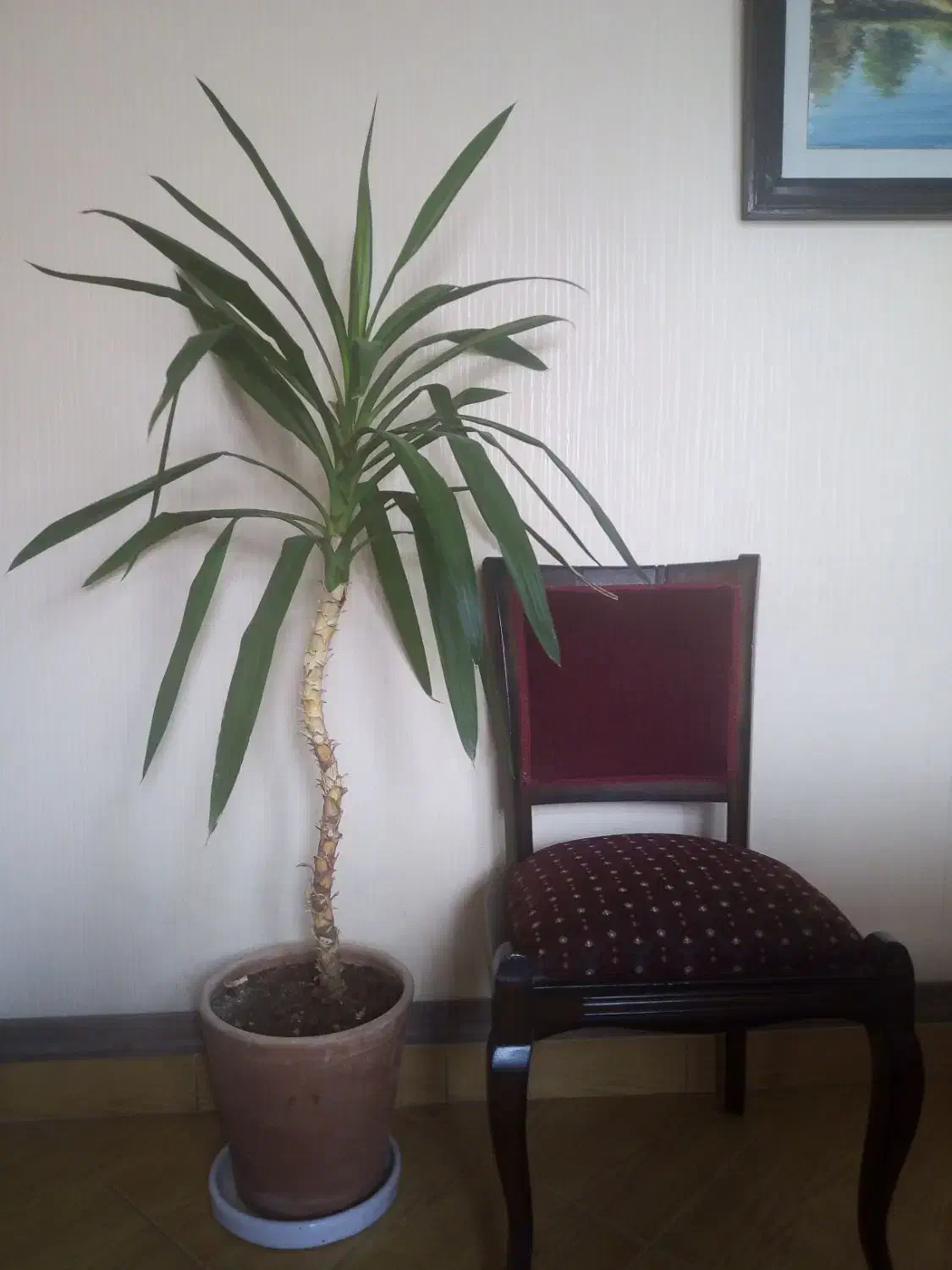 گل یوکا و پاندانوس بزرگ|گل و گیاه طبیعی|مشهد, دانشجو|دیوار