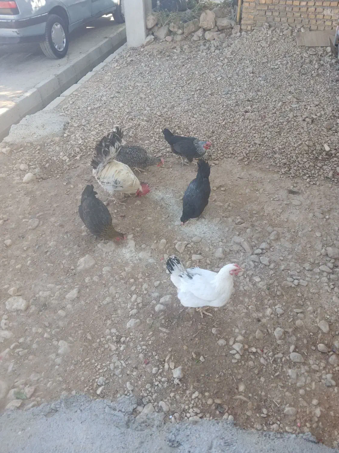 مرغ محلی|حیوانات مزرعه|ایذه, |دیوار