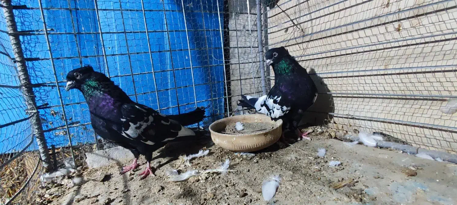 یه جفت سینهای|پرنده|کهنوج, |دیوار