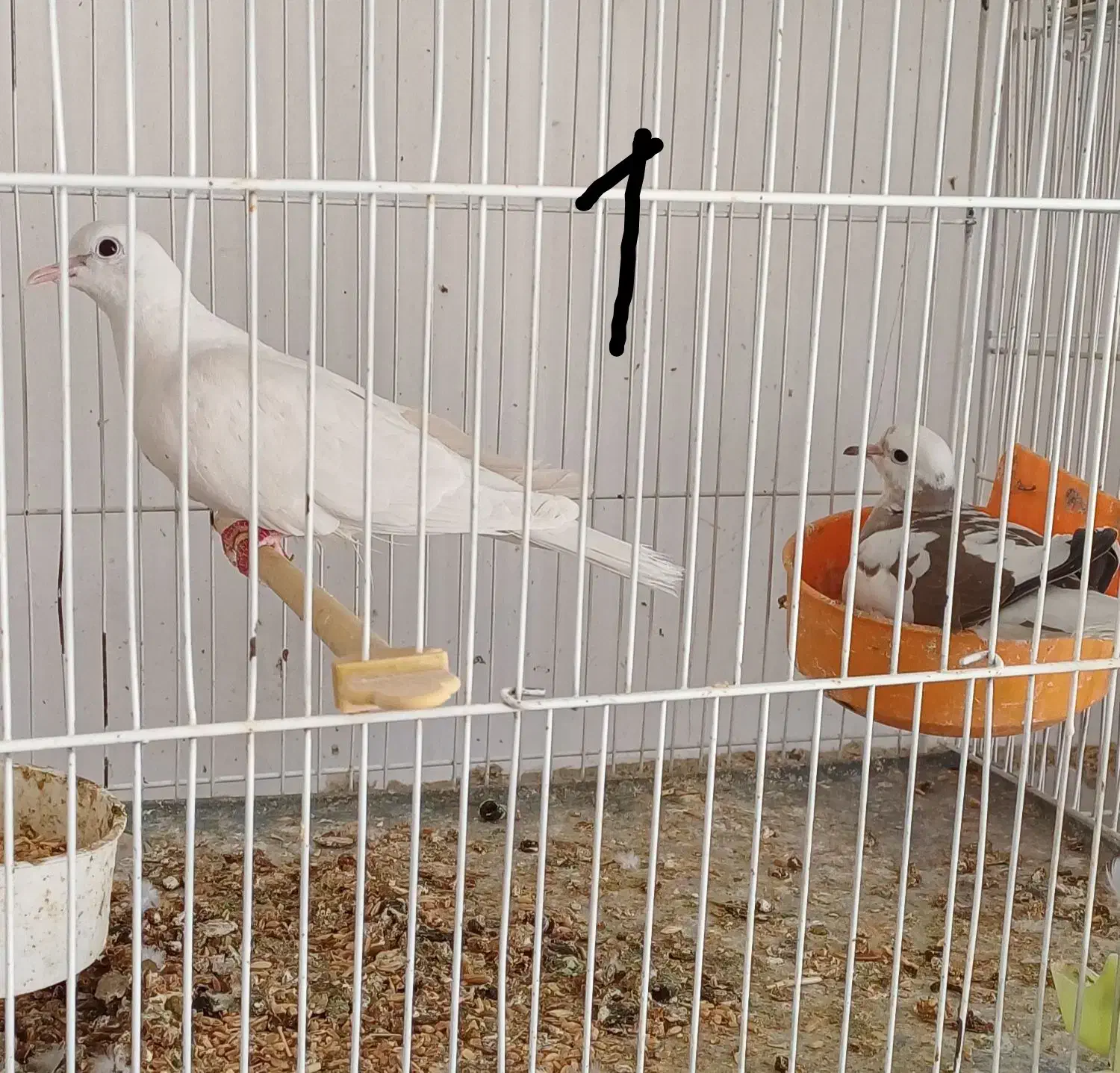 کبوتر خانگی زینتی مولد همراه جوجه|پرنده|مشهد, چهاربرج|دیوار