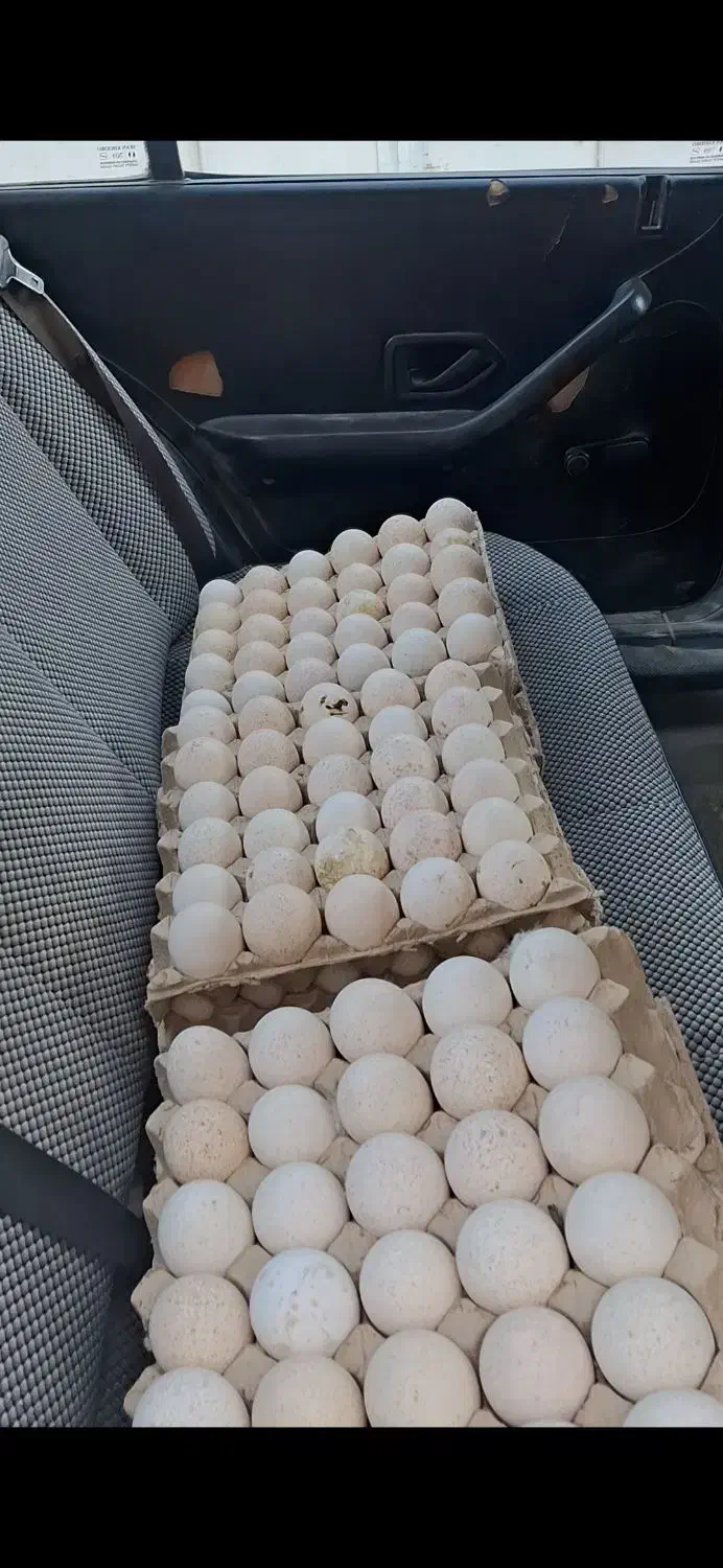 تخم نطفه دار بوقلمون|حیوانات مزرعه|مشهد, شهرک ابوذر|دیوار