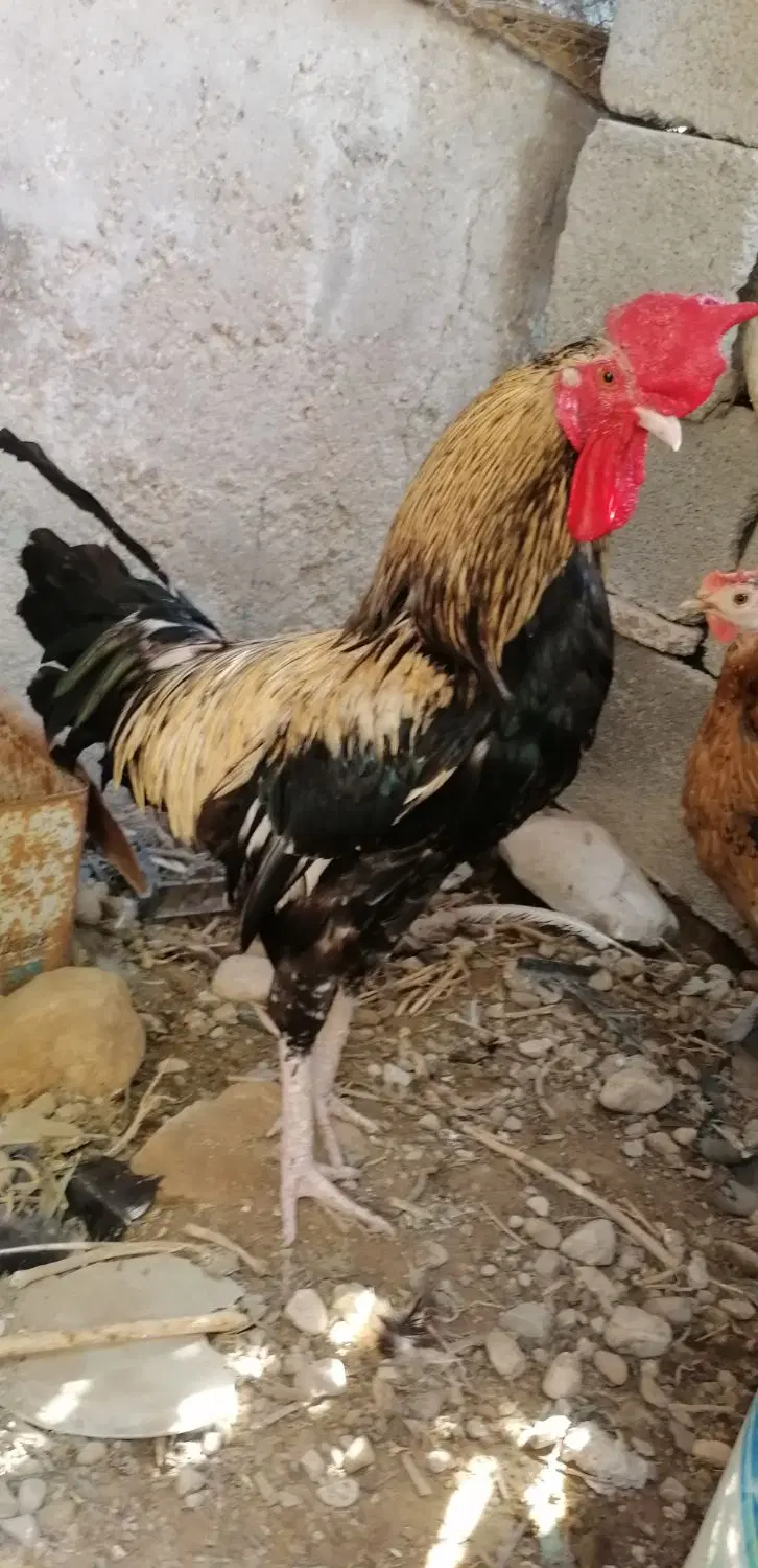 خروس|حیوانات مزرعه|چغادک, |دیوار