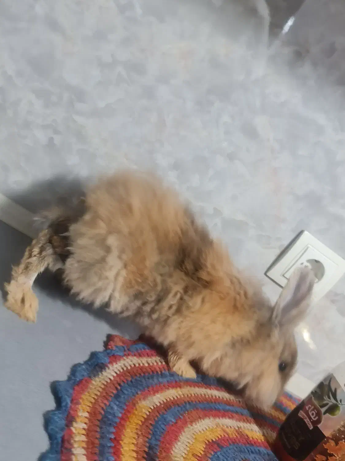 خرگوش لوپ|موش و خرگوش|اردبیل, |دیوار