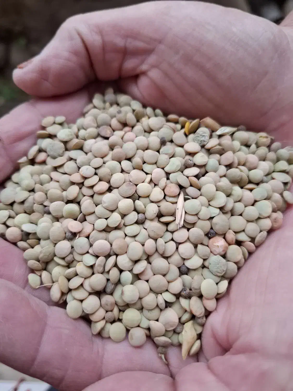 عدس  دشت مغان گرمی|عمده‌فروشی|گرمی, |دیوار