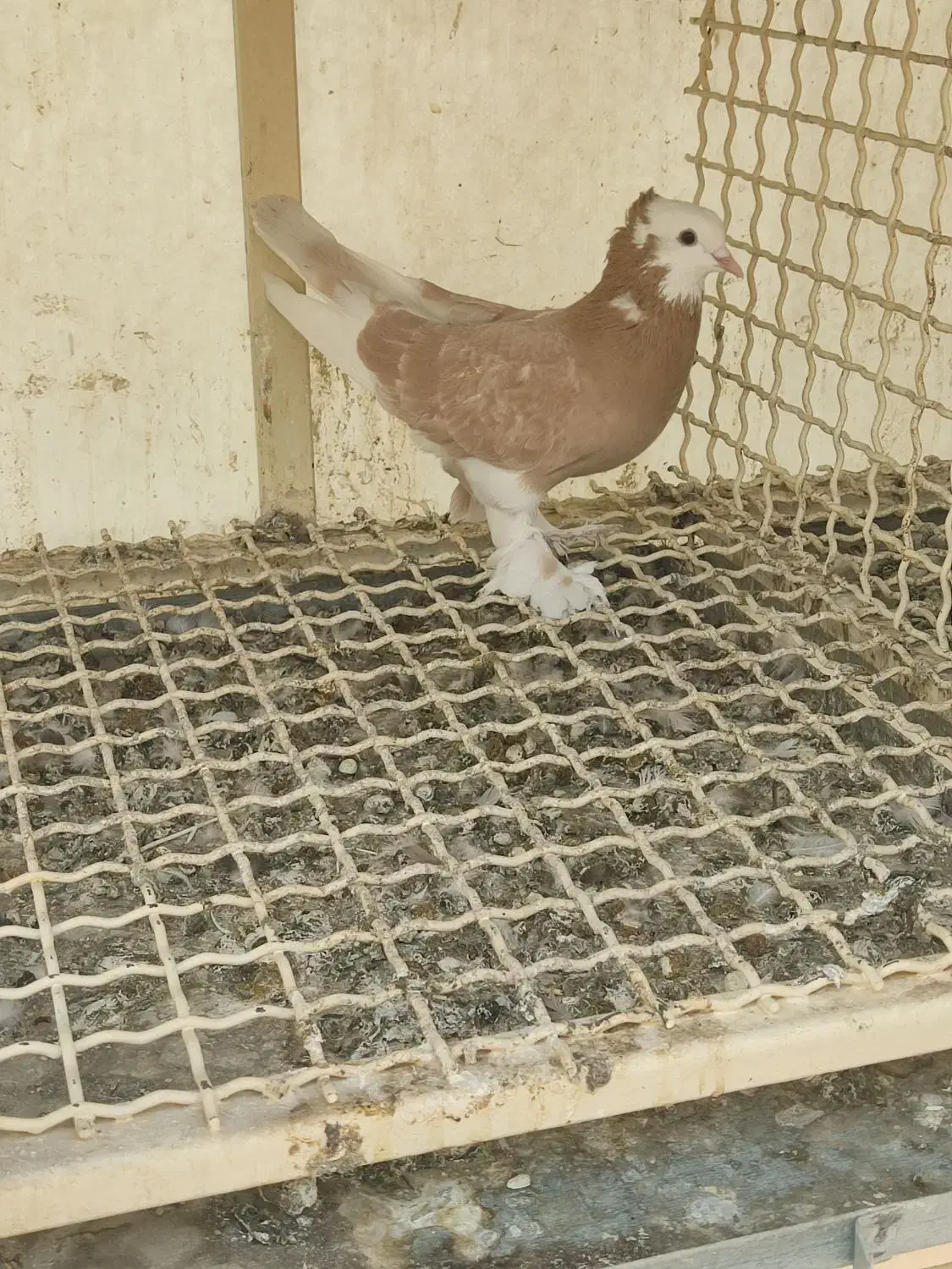 کفتر بلژیکی وشازده زرد زیبا|پرنده|تهران, انبار نفت|دیوار