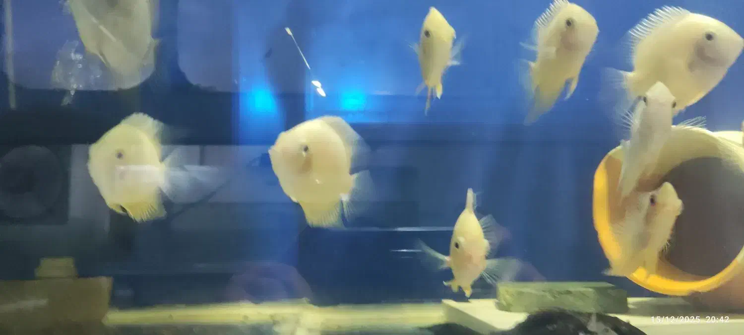 سورم زرد|ماهی|شاهین‌شهر, گرگاب|دیوار