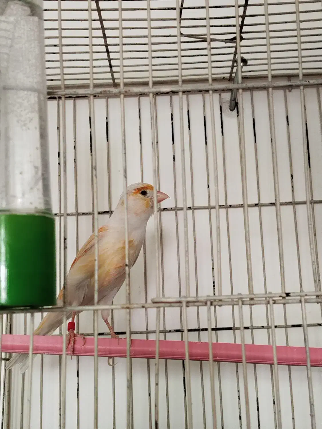 قناری نر مست روانی|پرنده|شیراز, ده پیاله|دیوار