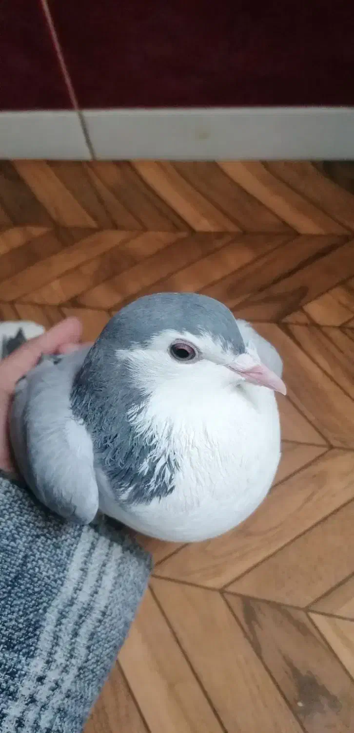 کفتر|پرنده|خوسف, |دیوار