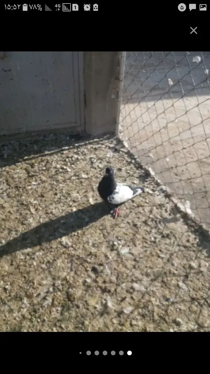 سه تا کبوتردر عجبشیر|پرنده|بناب, |دیوار