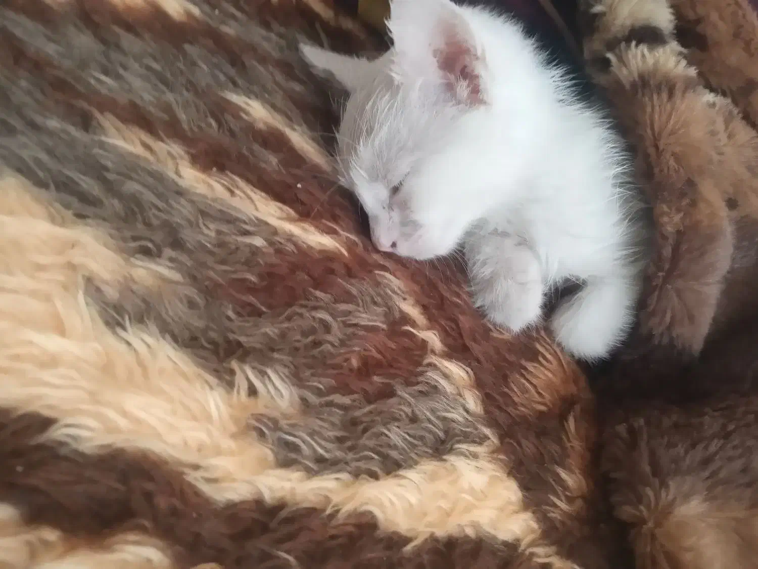 گربه سفید گمشده|حیوانات|ارومیه, |دیوار