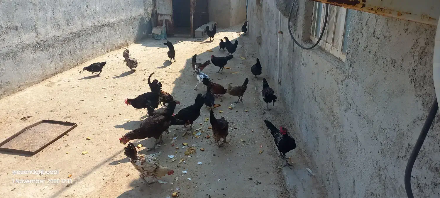 خروس محلی|حیوانات مزرعه|اهرم, |دیوار